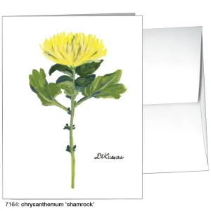 Chrysanthemum 'Shamrock', Greeting Card (7164)