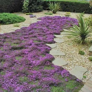 Creeping Thyme - Exotic Herb - Thymus serpyllum - 25 Seeds