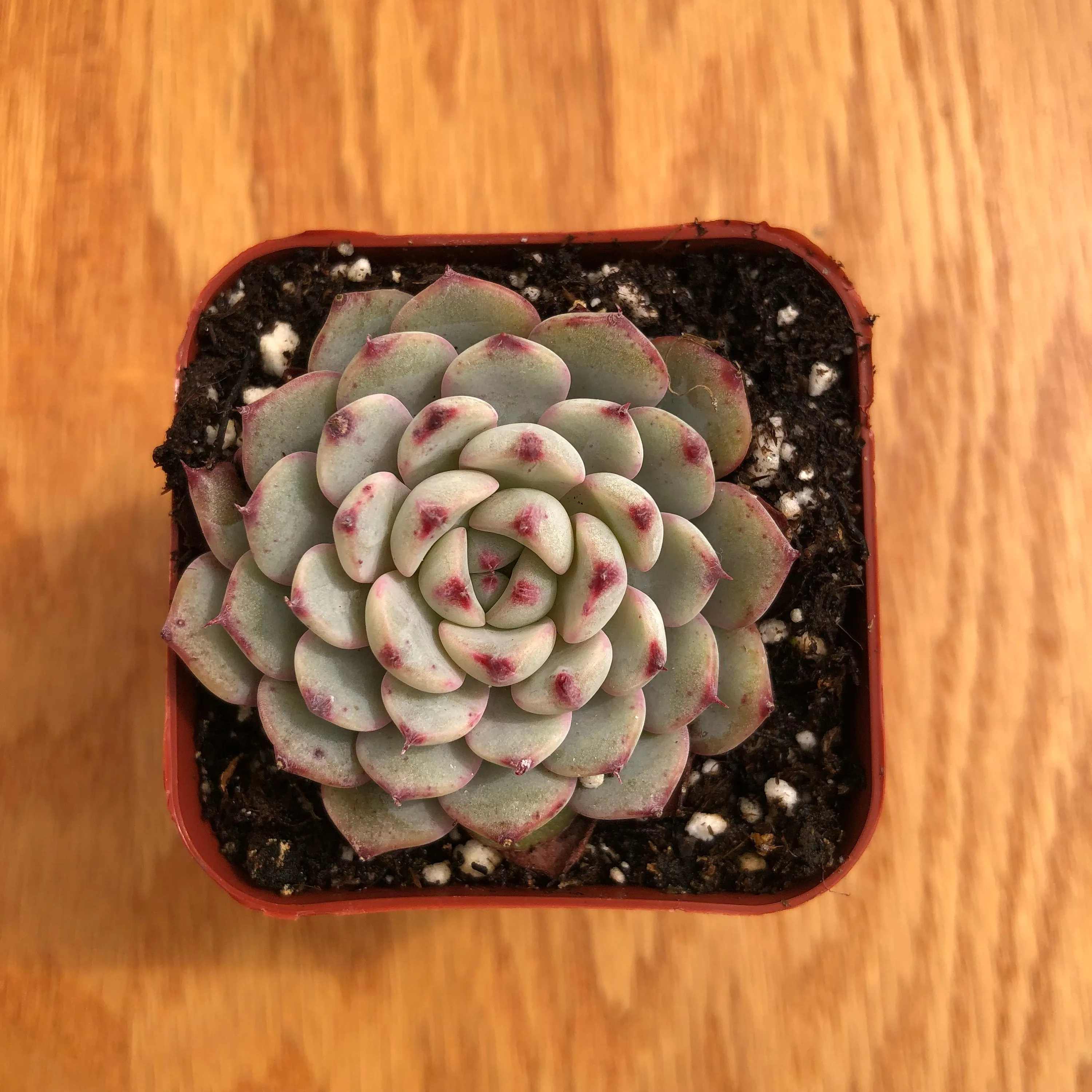 Live Miniature Echeveria Succulent