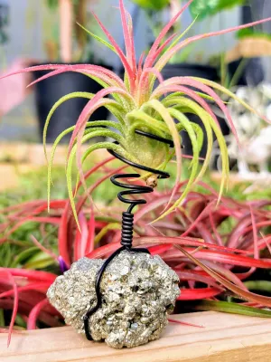 WYSIWYG Pyrite Air Plant Holder with Ionantha Mexican